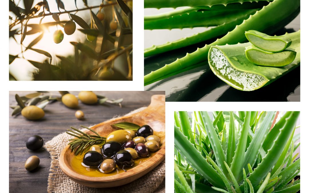 TREASURES OF EUROPEAN NATURE – OLIVE OIL & ALOE VERA