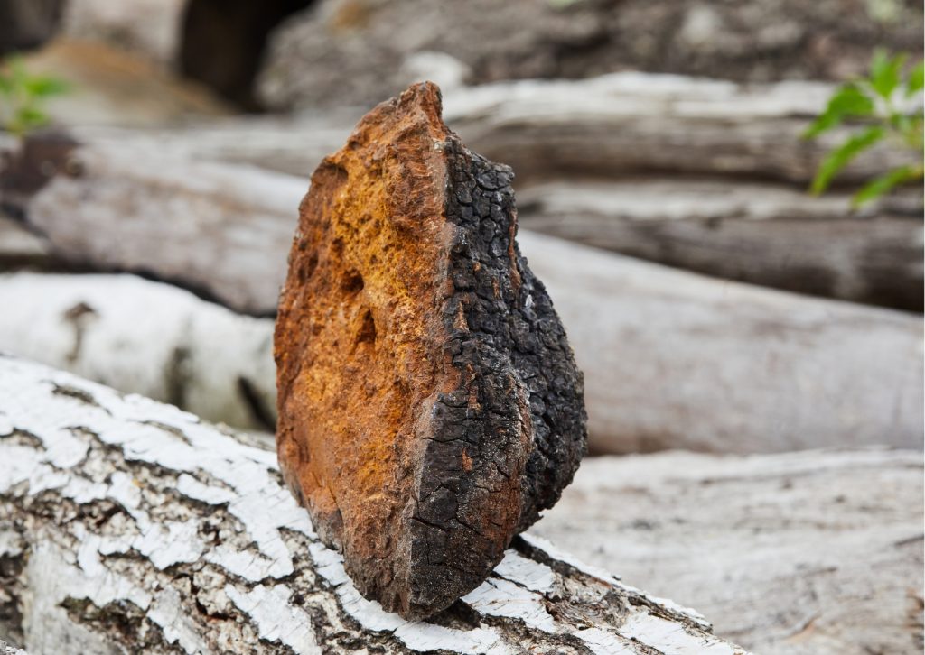 chaga