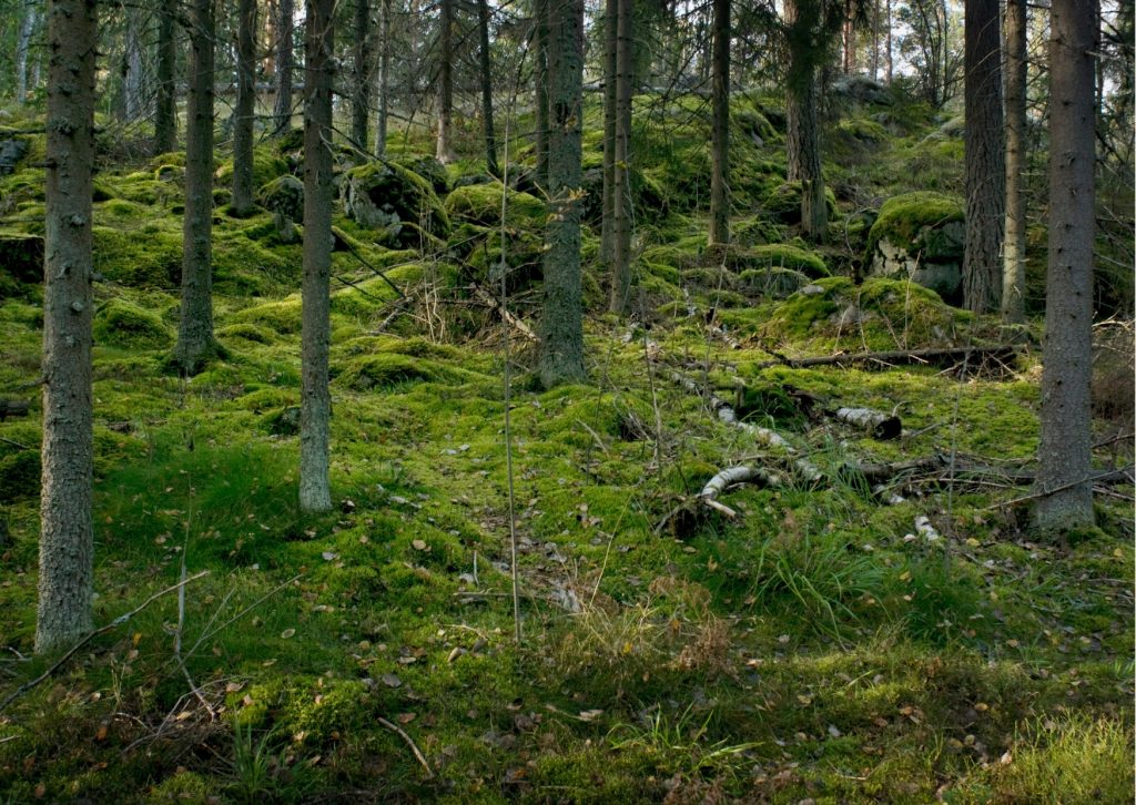 nordic-forest