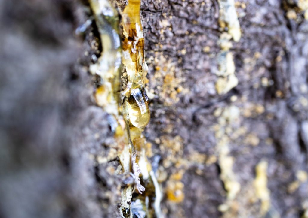 spruce-resin