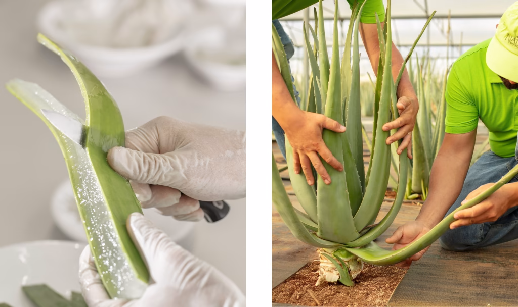 Organic Salento Aloe Vera Pure Gel by N&B Natural is Better