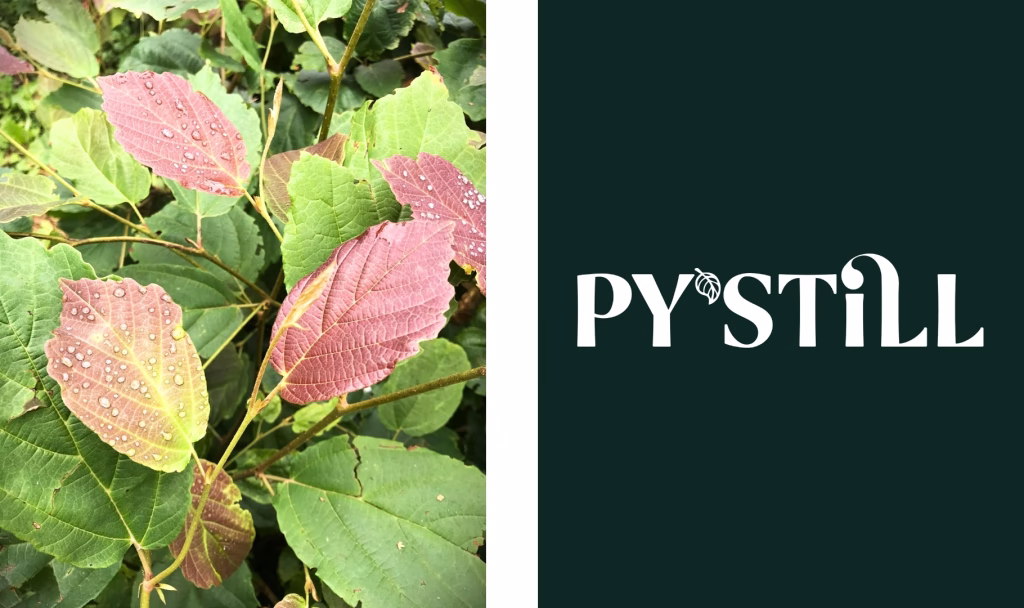 Hydrol'X Hamamelis 10X (Witch Hazel Concentrate) by PY'STILL